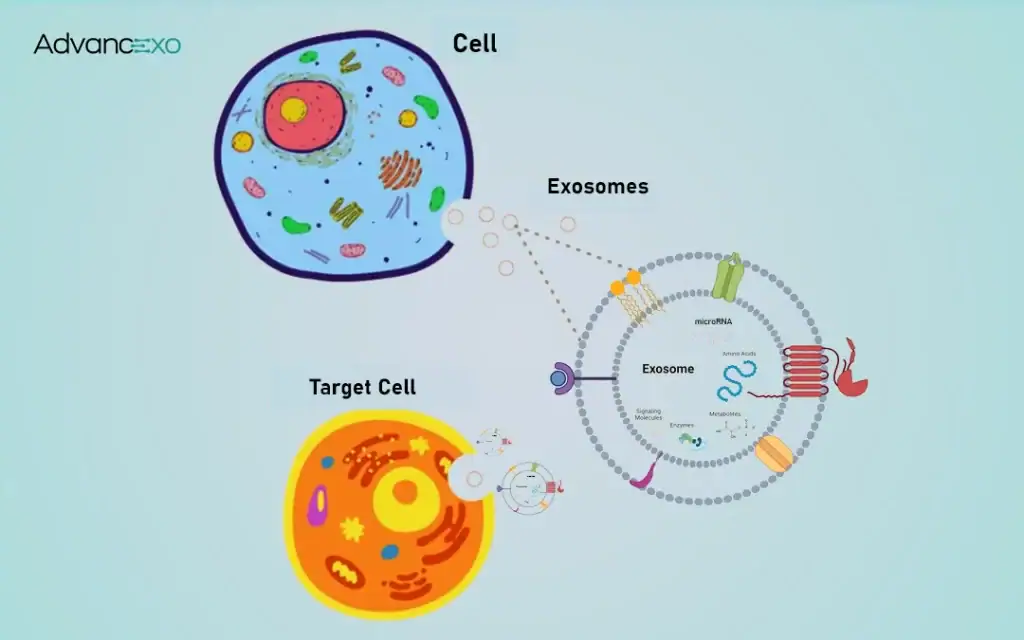 Exosomes-Production-its-Fate