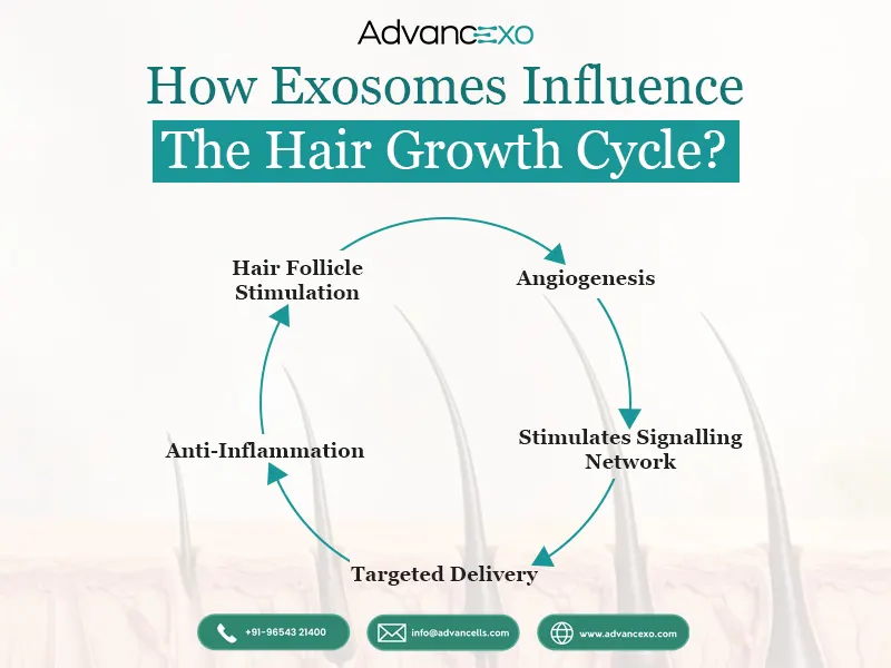 Hair-Growth-Cycle